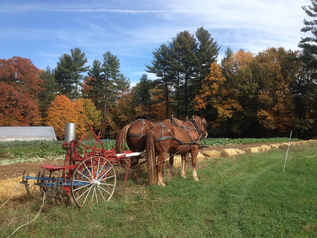 Wild Carrot Farm