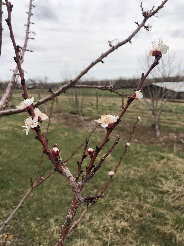 Benevolence Orchard & Gardens