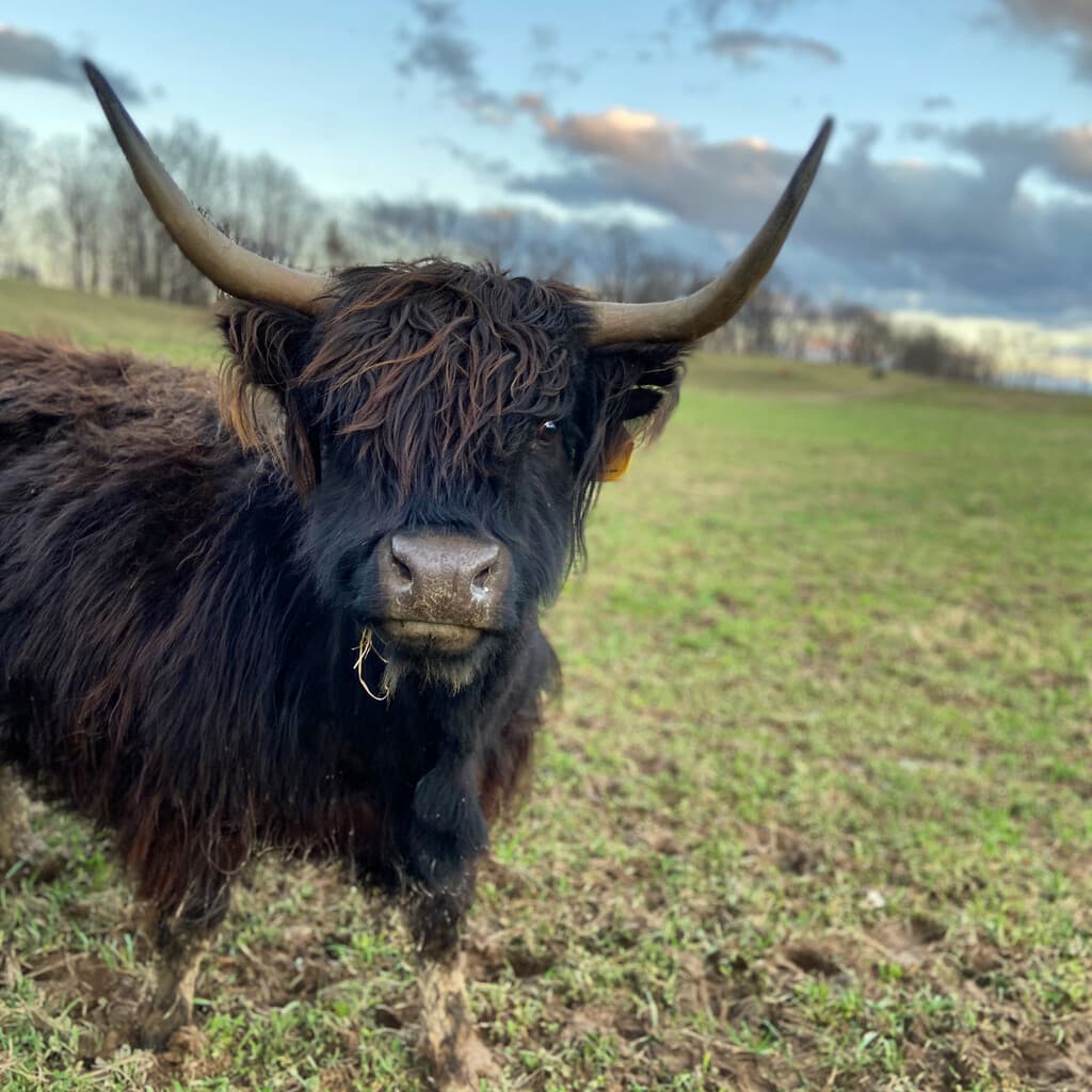 Sycamore Valley Farms