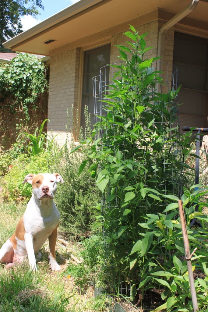 Residential Organic Garden Program