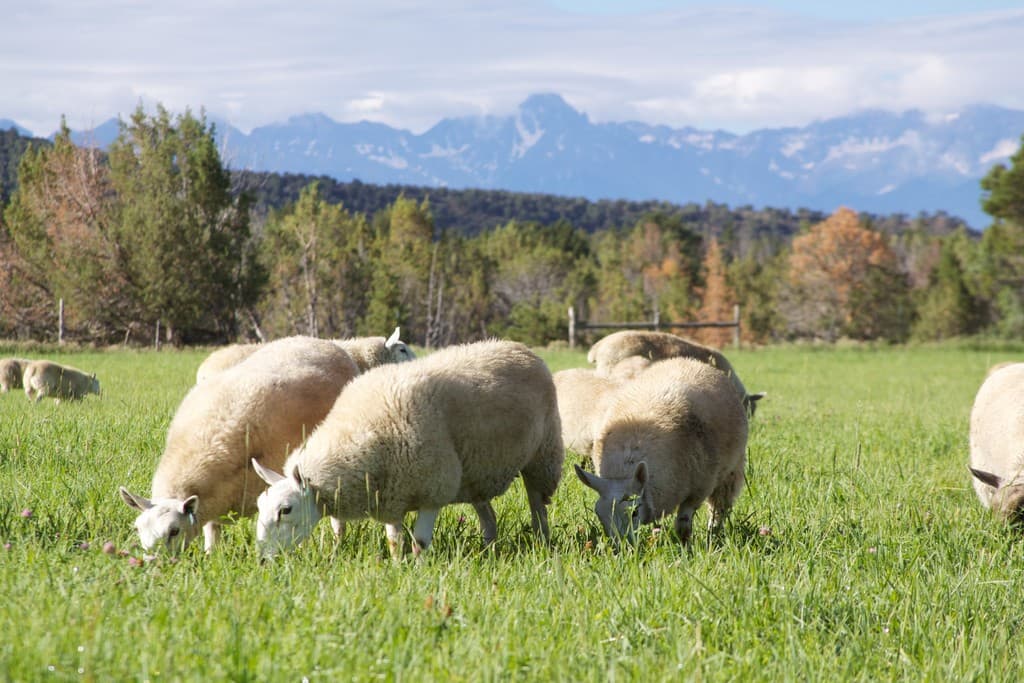 Kinikin Heights Natural Foods