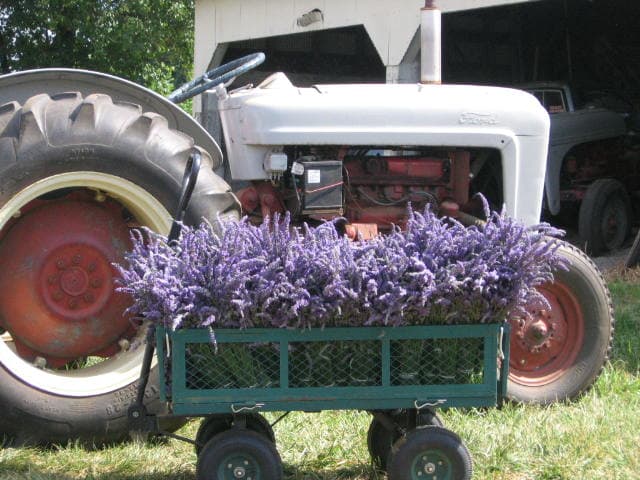 Scented Acres Lavender Farm