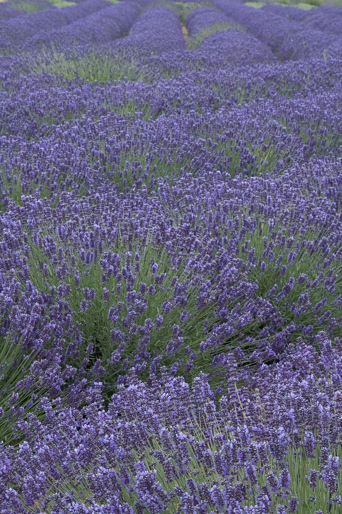 Port Williams Lavender Farm