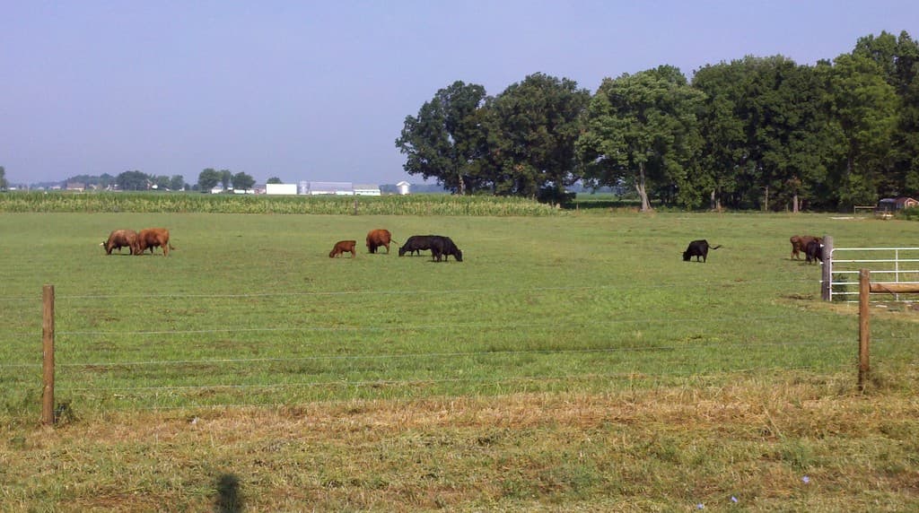 A2/A2 Heritage Breed Farms