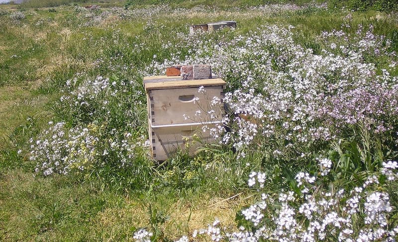 Delta B Apiaries