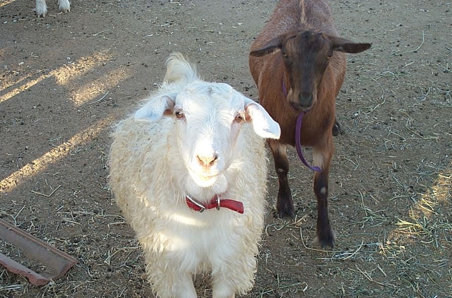 Rancho Papagallo Farms