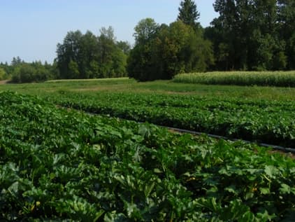 Heavenly Harvest Farm