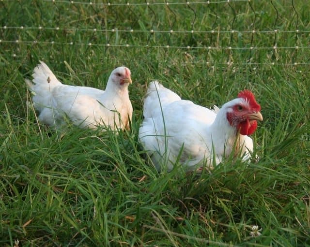 Family Friendly Farm