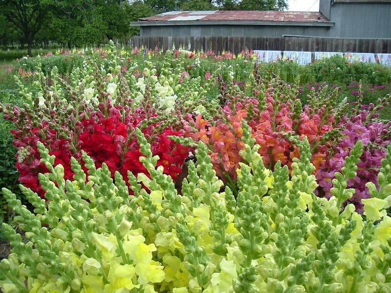 CaliforniaOrganicFlowers.com