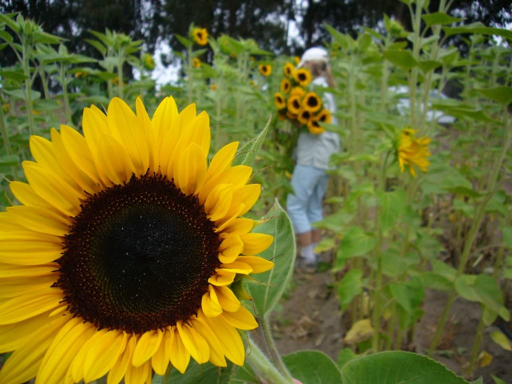 Growing Grounds Farm