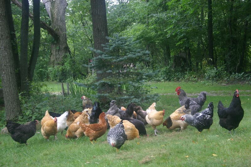 Casa del Pollo Contento