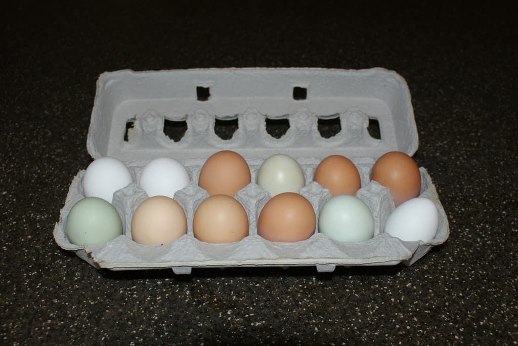 Opportunity Knocks Farm