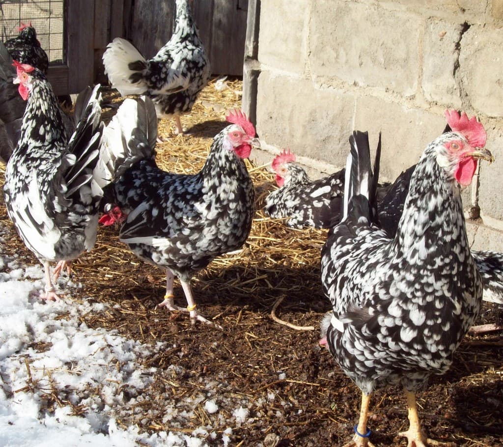 Ringer Quality Chickens