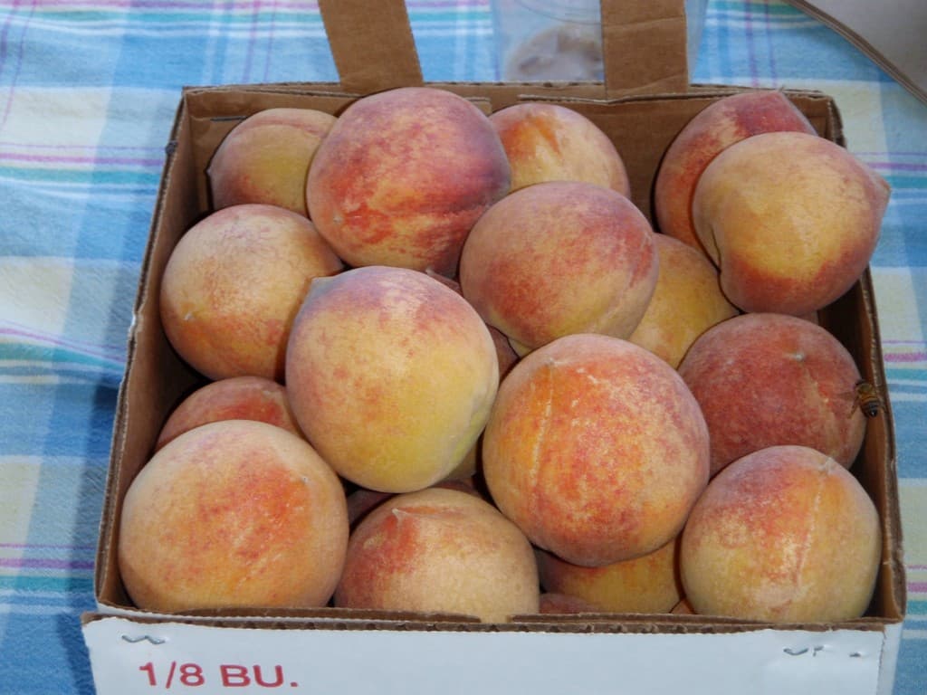 Fredericksburg Farmers Market