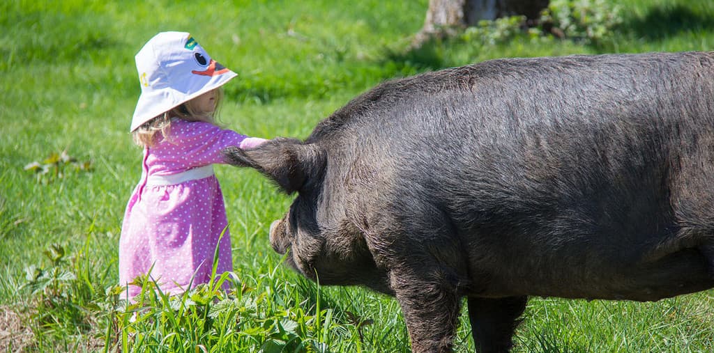 Sherwood Pastured Meat