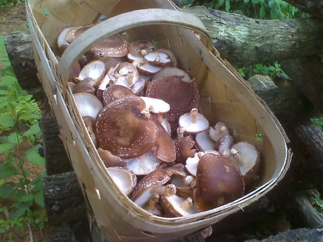 Lansing Farmers Market