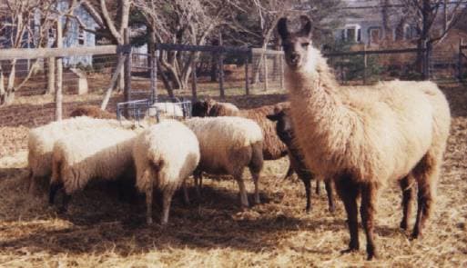 East Village Farm, LLC.