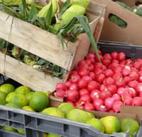 Lincoln Road Farmers Market