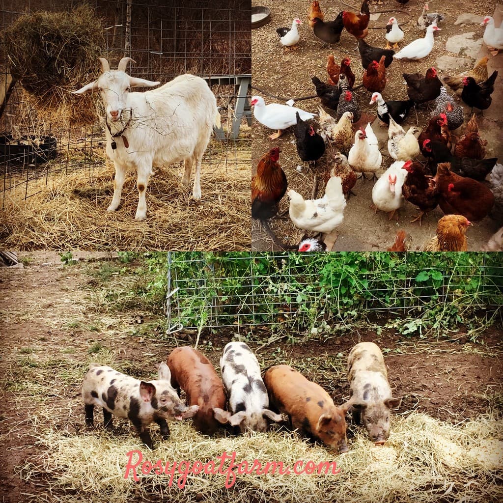 Rosy Goat Farm