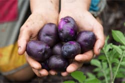 Rise Up Farms Cooperative