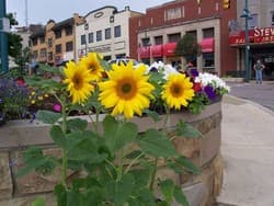 Mt. Lebanon Uptown Farmers' Market