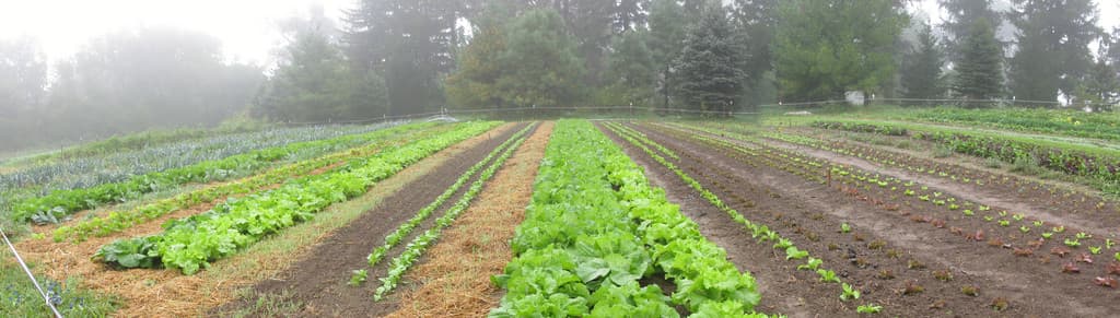 Hue Hill Farm CSA