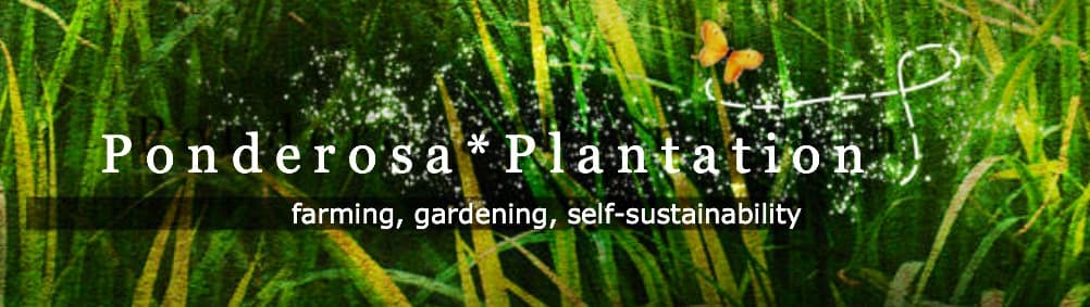 Ponderosa Plantation