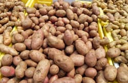 The Farmer at The Green