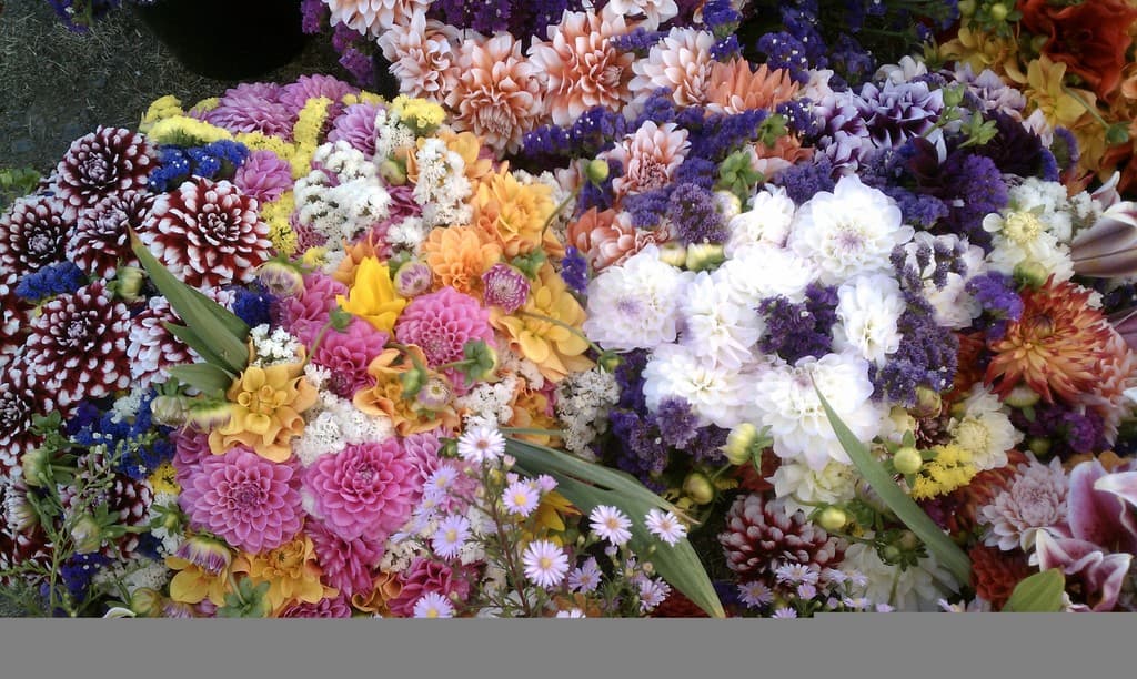 Salmon Creek Farmers' Markets