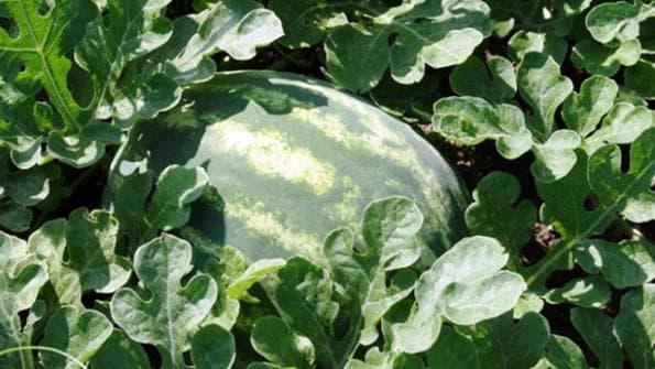 Fisher Family Farm & Ranch