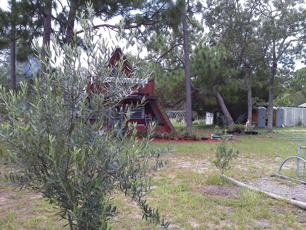 The Olive Grove