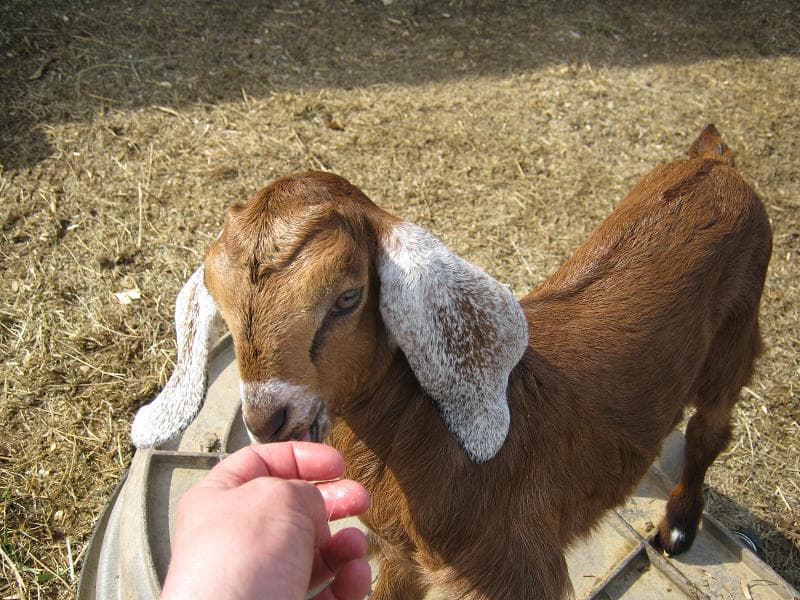 Sweet Valley Farm Dairy