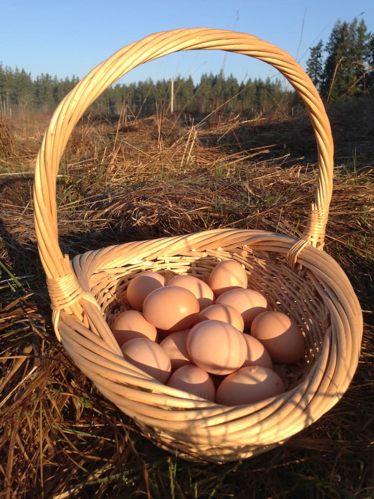 Steamboat Junction Farm