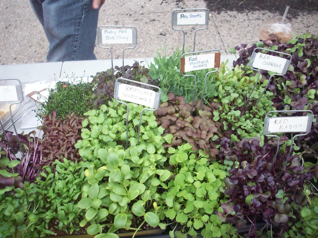 Clifton Plaza Farmer's Market