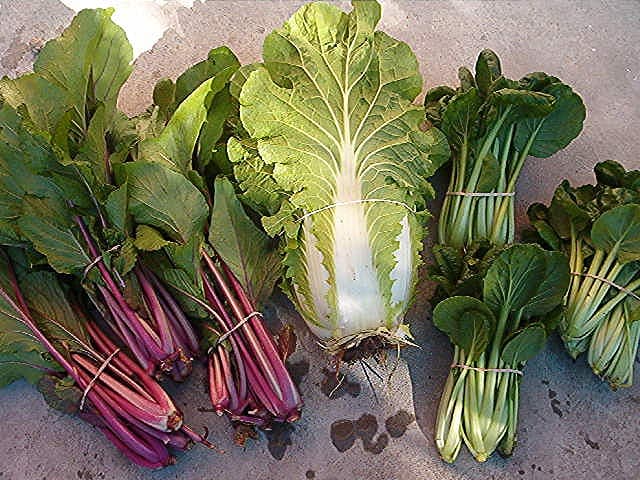 Zeigekase Farm (goatcheese  farm)