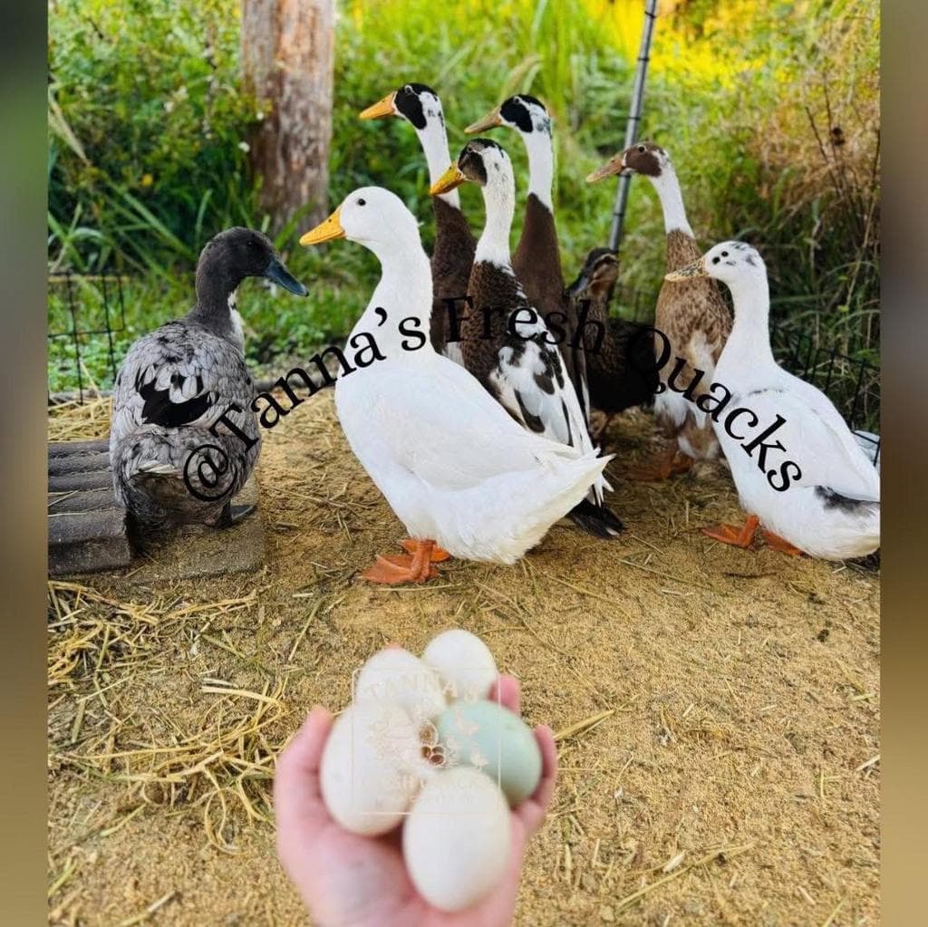 Tanna’s Fresh Quacks