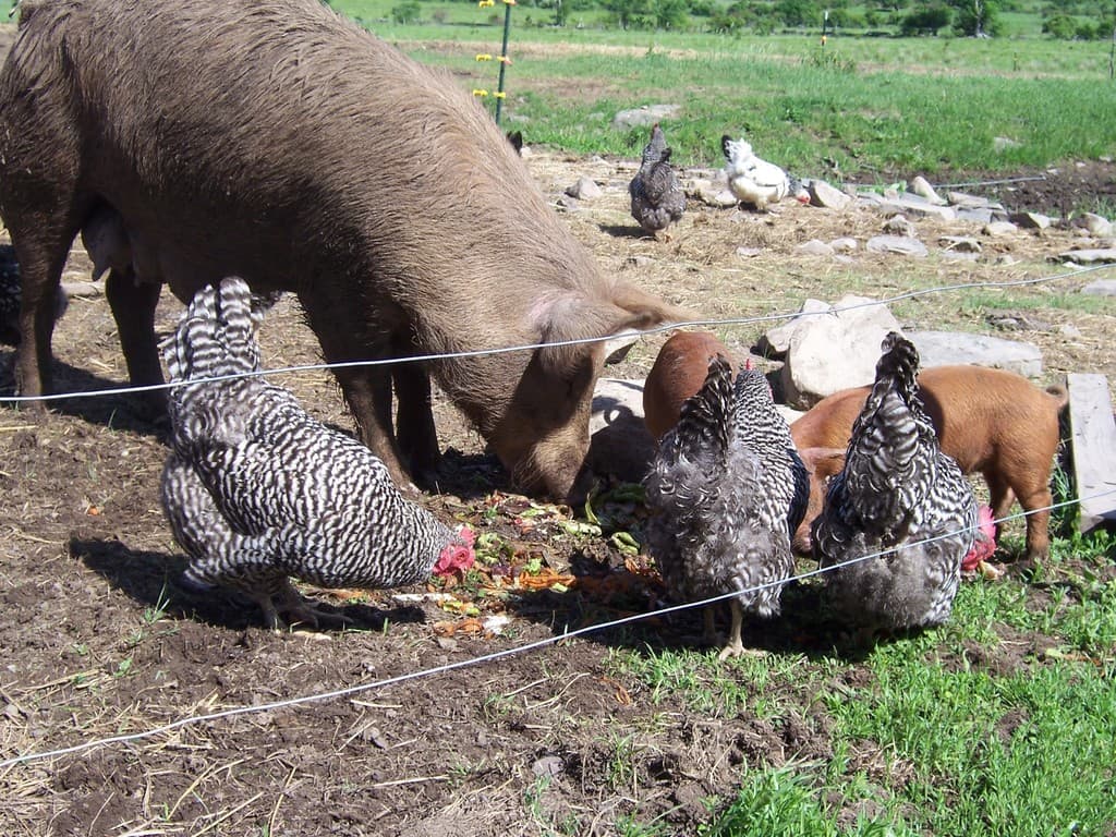 Otter Hook Farms Meat CSA