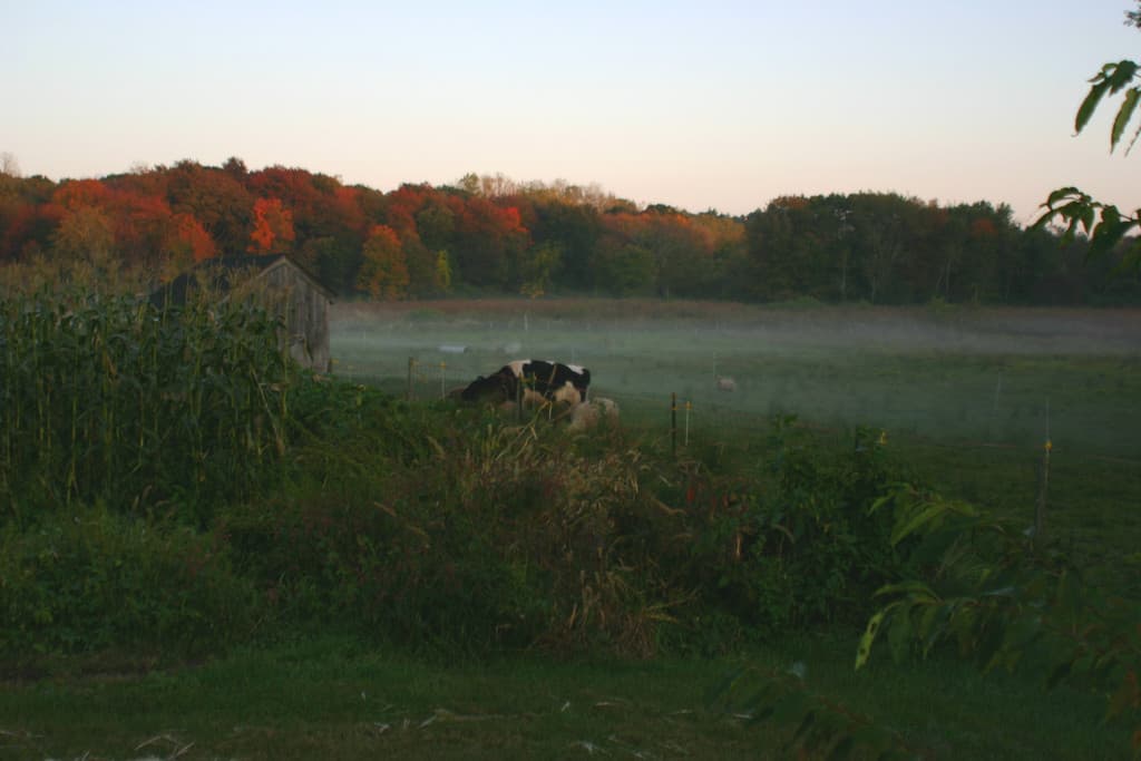 Meadow Mist Farm
