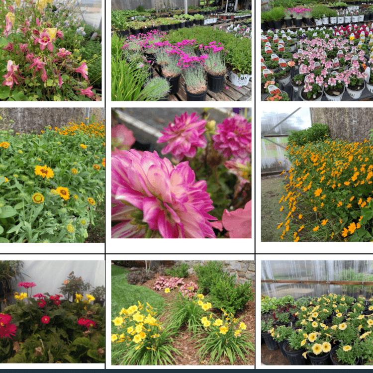 Evans Homes and Gardens, Inc