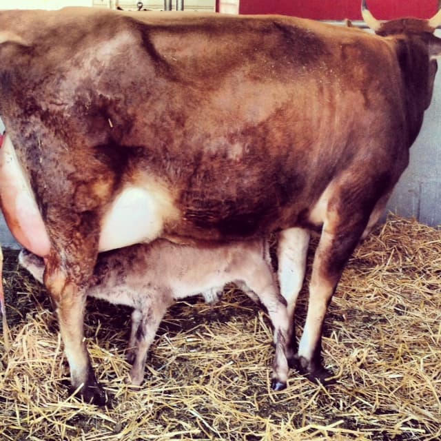 Tinstar Heritage Farm