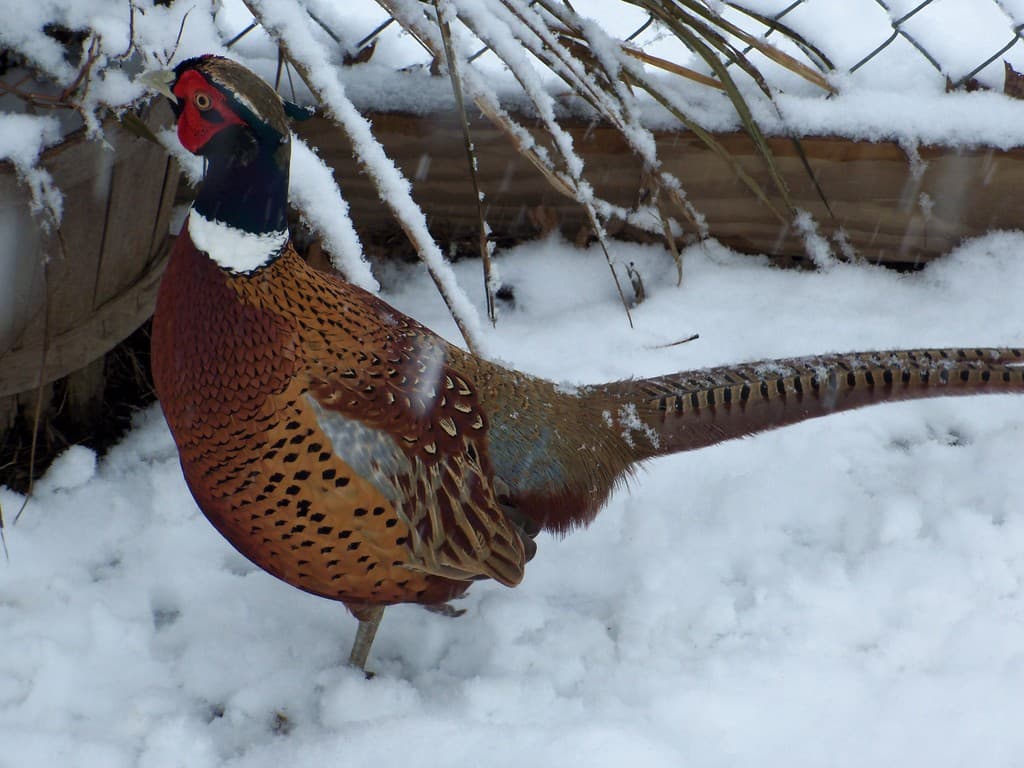 Pheasantview Family Farm LLC