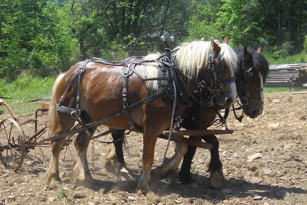 Chaos Acres Welness Farm