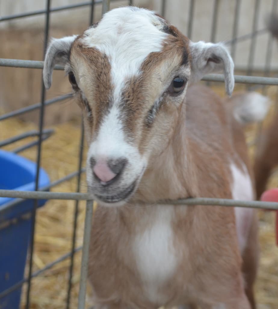 Prairie Fruits Farm & Creamery