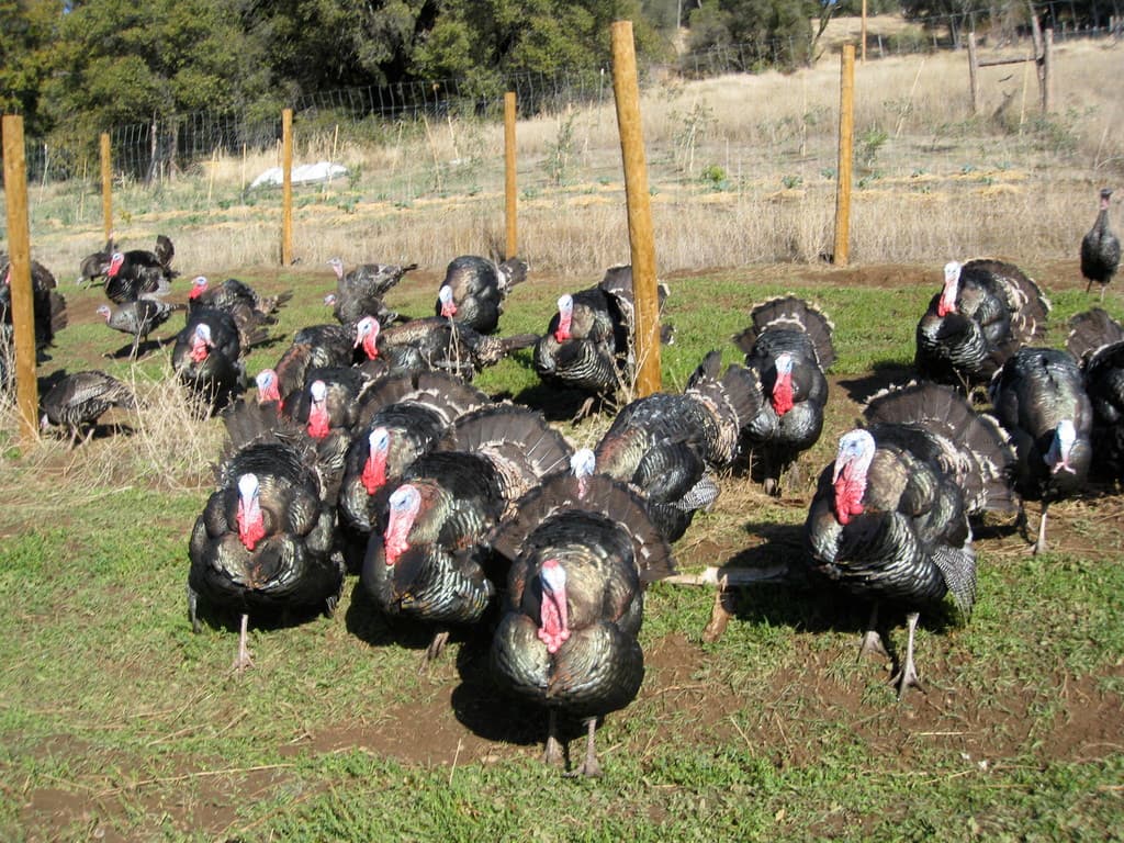 Einstein Turkeys