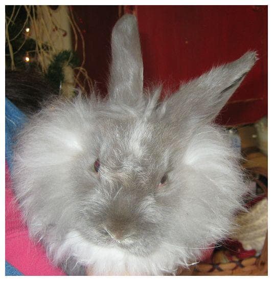 The Black Sheep Cottage