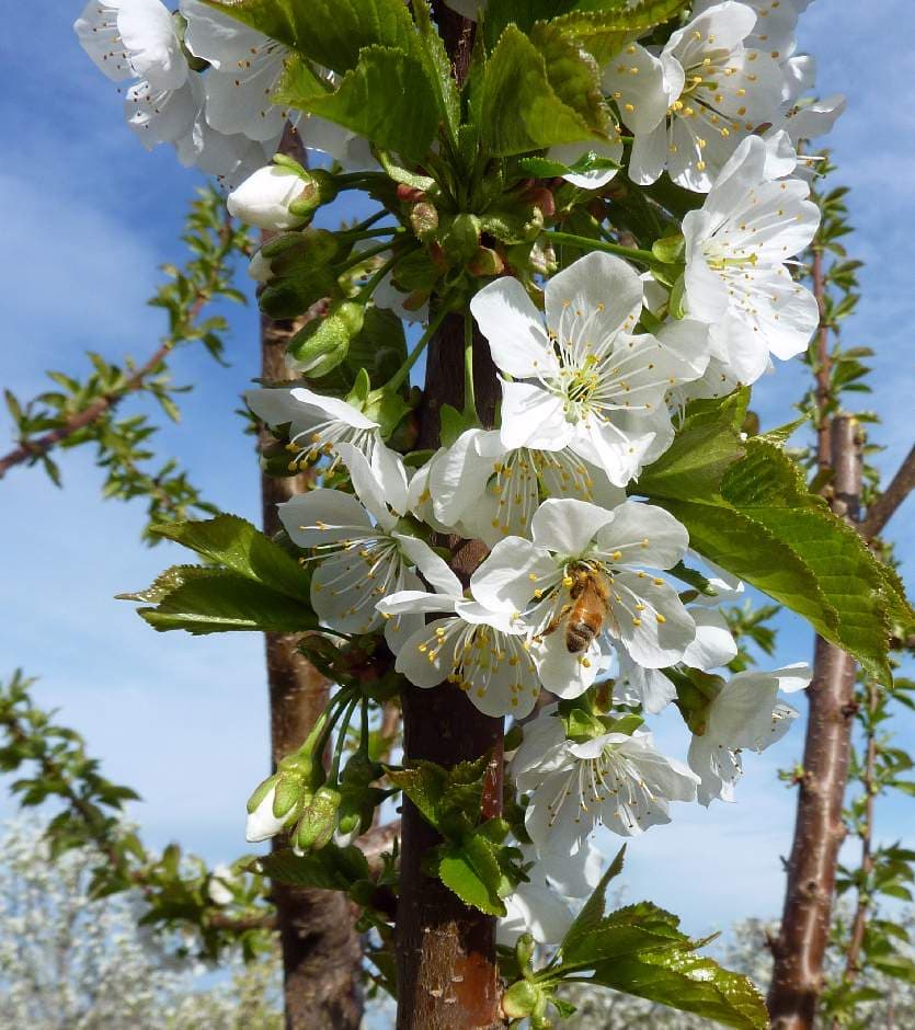 Yakima Natural U-Pick Blueberries and Fruit