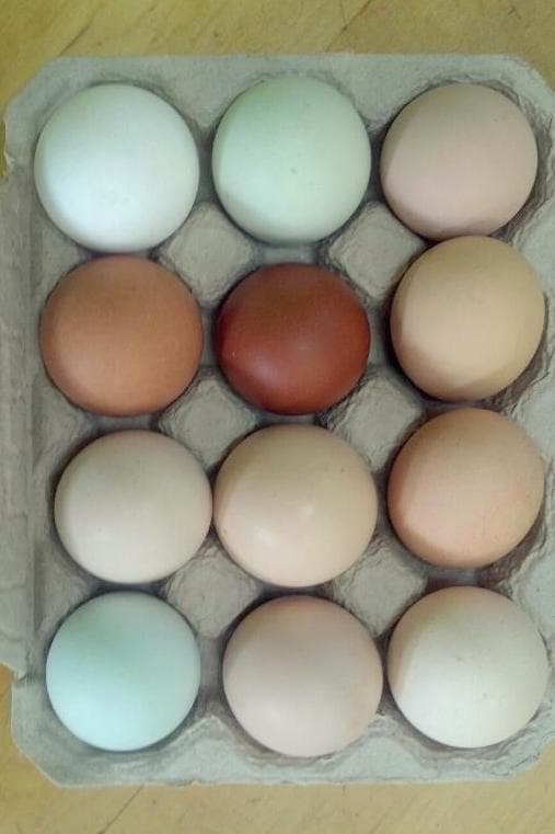 Wild Sage Urban Farm