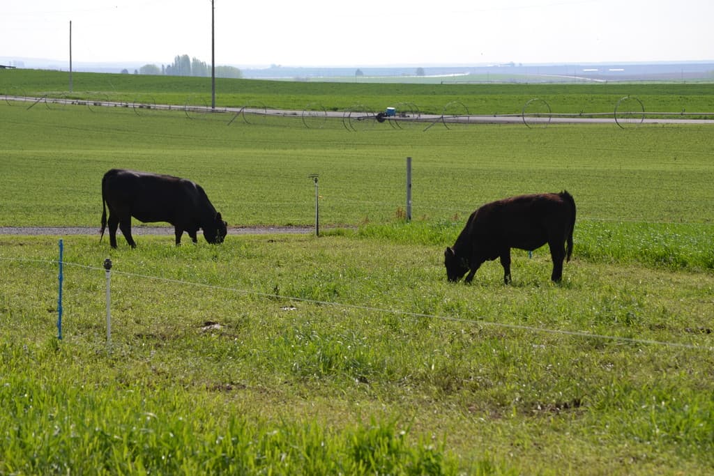 Morning Star Ag Inc.