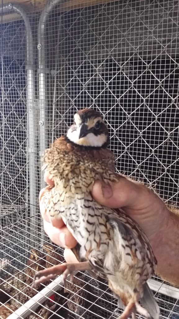 Quail Life Farm and Hatchery
