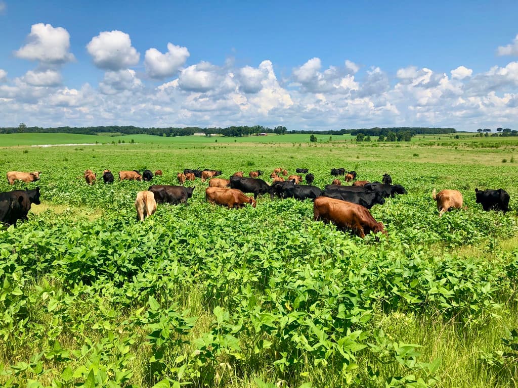 Deep Roots Meat, LLC